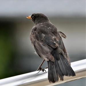 Amsel