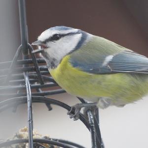 Blue Tit