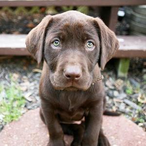 Retriever (Labrador)