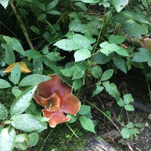 Beefsteak Polypore