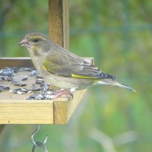 European Greenfinch