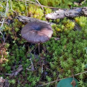 Unknown Species