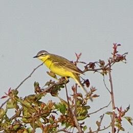 Yellow Wagtail