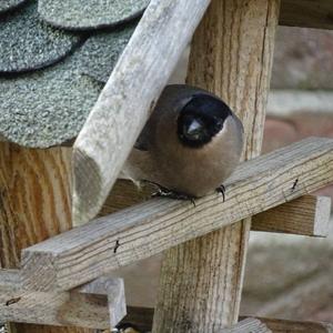 Eurasian Bullfinch