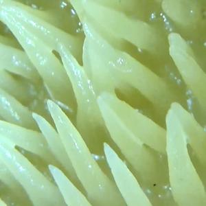 Hedgehog Fungus, Common