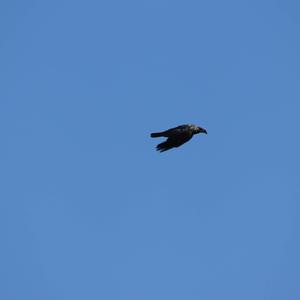 Eurasian Jackdaw