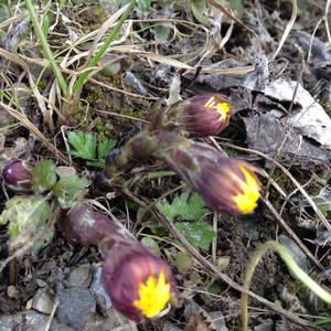 Coltsfoot