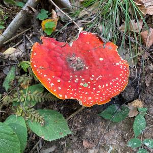 Fly Agaric