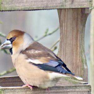 Hawfinch