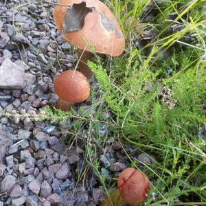 Orange Birch Bolete