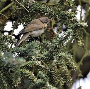 Willow Warbler