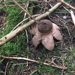 Halskrausen-Erdstern