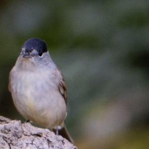Blackcap