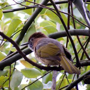 Mountain Bulbul