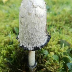 Shaggy Mane