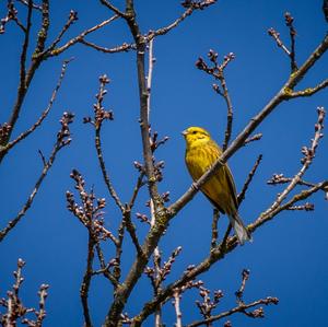 Yellowhammer
