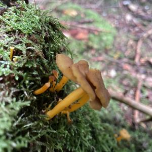 Trumpet Chanterelle