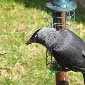 Carrion Crow