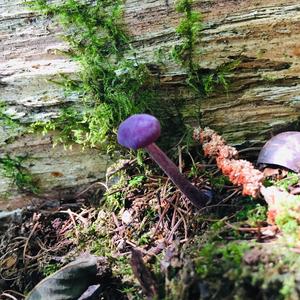 Amethyst Deceiver