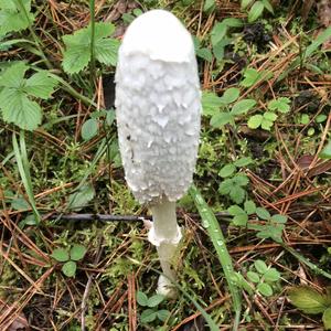 Shaggy Mane