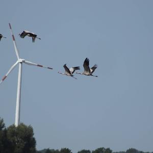 Common Crane