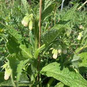 Unknown Species