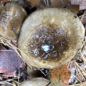 Late Fall Waxy Cap