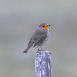 European Robin