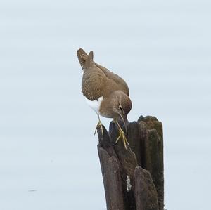 Bruchwasserläufer