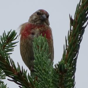 Eurasian Linnet
