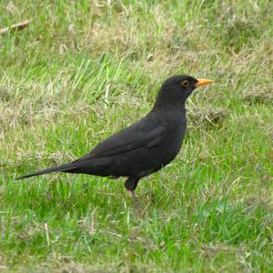 Eurasian Blackbird