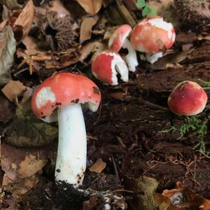 Emetic Russula