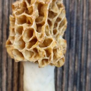 Yellow Morel