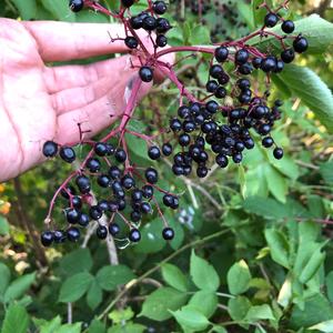 Elder (Black)