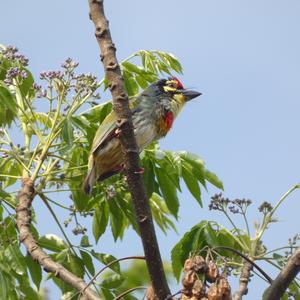 Coppersmith Barbet