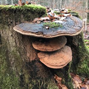Artist`s Fungus