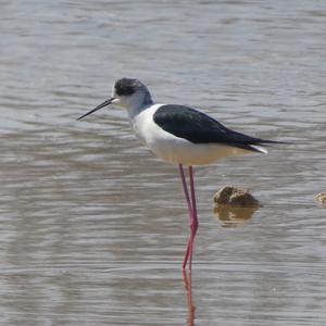 Black-winged Stilt