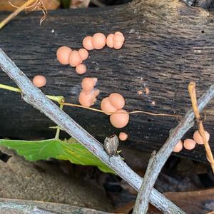Unknown Species