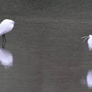Little Egret
