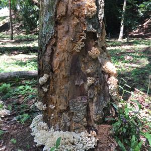 Eastern Cauliflower Mushroom