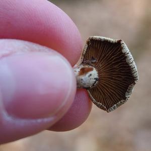 False Oyster