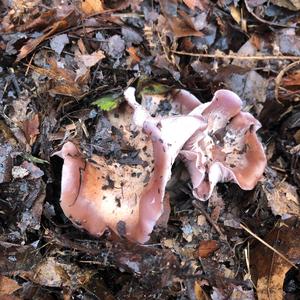 Wood Blewit