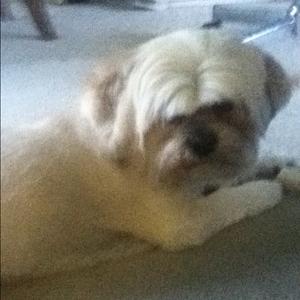 Lhasa Apso