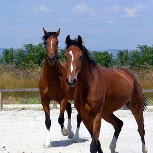 Belgian Warmblood