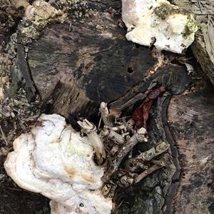 Unknown Species