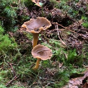 Trumpet Chanterelle