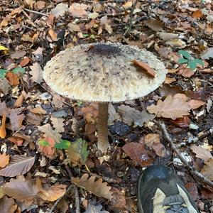 Parasol Mushroom