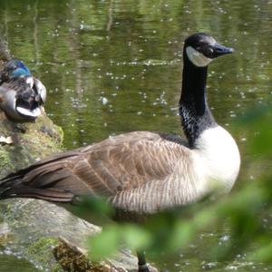 Canada Goose