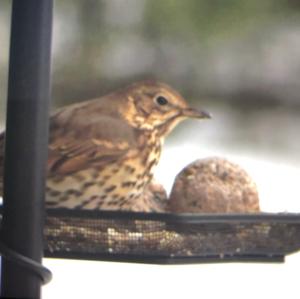 Song Thrush