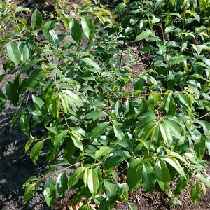 Spätblühende Traubenkirsche